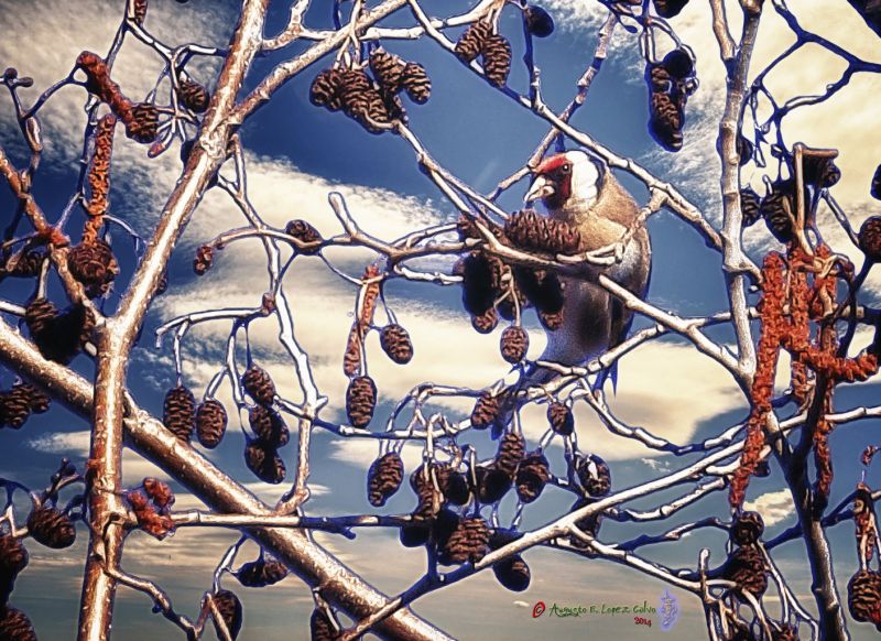 Jilgueros esperando la primavera Reducc.jpg